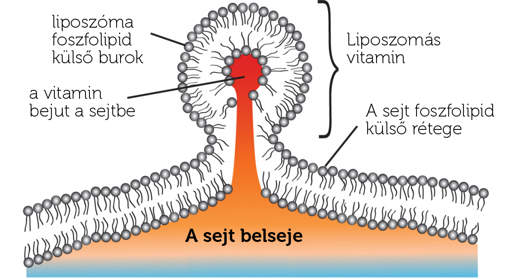 liposzima