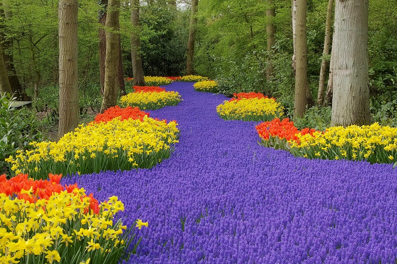  Amszterdam - ahol buliba torkollik a kerekes tulipánvadászat! 