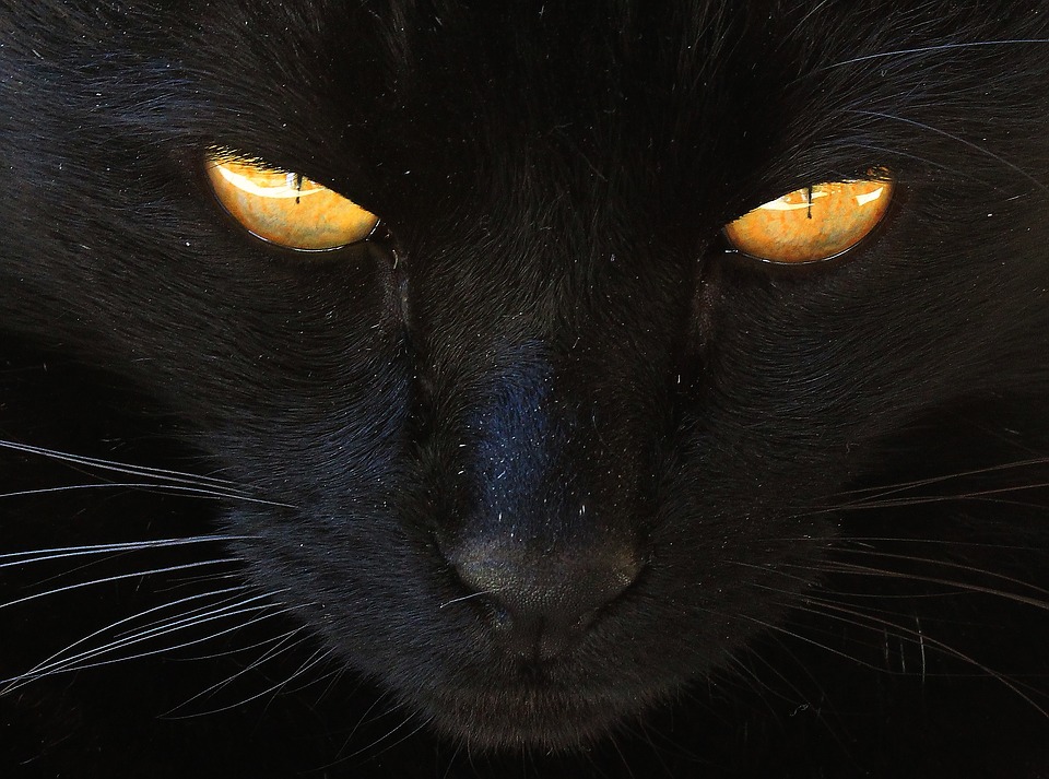  VIGYÁZZ!  A fekete cicák fekete napjai közelednek!  
